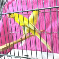 قناری‌ رسمی‌ بلند|پرنده|تهران, دولاب|دیوار