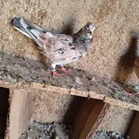 سار ماده