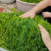 سبزی خورشت|عمدهفروشی|یاسوج, |دیوار