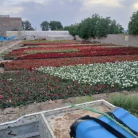 خدمات باغبانی در سراسر تهران|خدمات باغبانی و درختکاری|تهران, فلسطین (میدان انقلاب)|دیوار