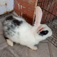 فروش خرگوش یا معاوضه با مرغ عشق