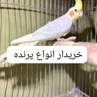 فروش عروس مولد