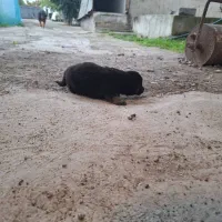 توله ژرمن|سگ|سنگر, |دیوار