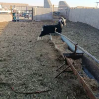 بز با بزغاله نر