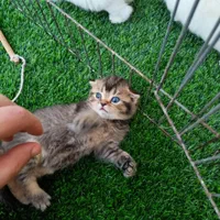 مجموعه گربه های خاص (پرشین بریتیش اسکاتیش)|گربه|شهرکرد, |دیوار