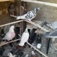 کبوار تهران پرشی|پرنده|خرمدره, |دیوار