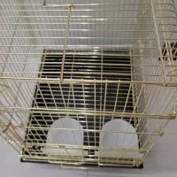 قفس عروس هلندی