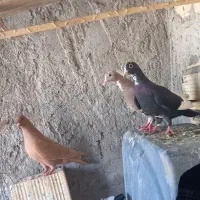 سیاپلنگ ۰ زرد ۰ گوک