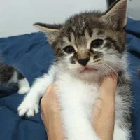 بچه گربه های نر وماده میکس پرشین|گربه|گرگان, |دیوار