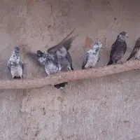 کبوتر سوسی قاره ...تکی فروش نداریم|پرنده|کاشان, ۲۲ بهمن|دیوار