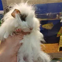 خوکچه هندی جفت