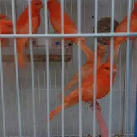 قناری رد فکتور اورجینال