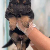 ۵ تا سگ خارجی ژرمن شپرد از بزرگ تا کوچیک|سگ|تهران, لویزان|دیوار