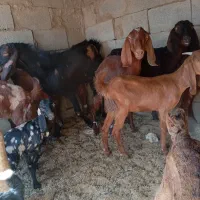 بز فروشی|حیوانات مزرعه|هیرمند, |دیوار