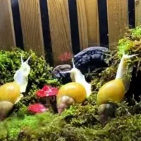 حلزون آچاتینا