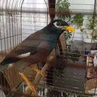 مرغ مینا سخنگو