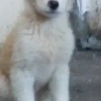 آلابای باهوش