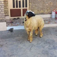 قوچ|حیوانات مزرعه|اهواز, کوی مهدیس|دیوار