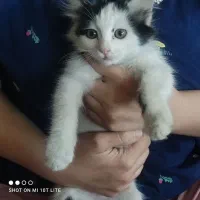 گربه کوچولو