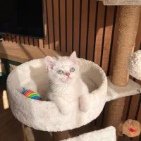 عروسکا|گربه|قزوین, |دیوار