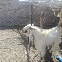 مری اصل . بز .تکشاد