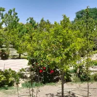 فروش باغ چهار دیواری