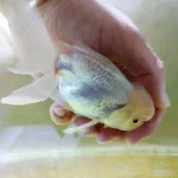 ماهی گلدفیش وایت کپ اوراندا مولد وارداتی گرید بالا