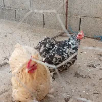 مرغ کوشین