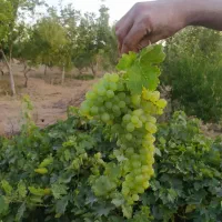 باغ کشاورزی طرح همت آباد 1260 متری