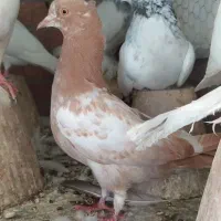 جوجه سینه ای کاکلی یا کله دمبی|پرنده|اصفهان, ارغوانیه|دیوار