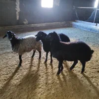 بره نر|حیوانات مزرعه|اشتهارد, |دیوار