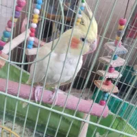 عروس هلندی|پرنده|نسیمشهر, |دیوار