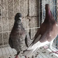 غوره ای با طاوسی|پرنده|برازجان, |دیوار