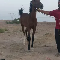 اسب|اسب و تجهیزات اسب‌سواری|بوشهر, |دیوار