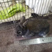 خرگوش مینیاتوری|موش و خرگوش|کرمانشاه, |دیوار