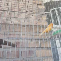 قناری نر|پرنده|رامهرمز, |دیوار