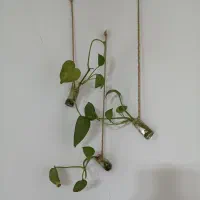 گل و گیاه|گل و گیاه طبیعی|قم, نوبهار|دیوار