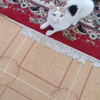 به خاطر جا بجایی به فردی حیوان دوست واگذار میشه