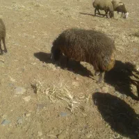 یک عدد شیشک مهر|حیوانات مزرعه|خمین, |دیوار