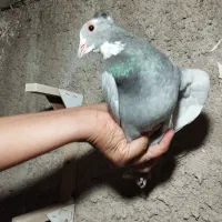 نقره ای پلنگ|پرنده|زرند, |دیوار