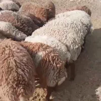 بره نر