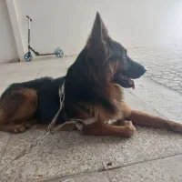ژرمن اصیل نر جهت معاوضه