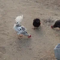 مرغ و خروس|حیوانات مزرعه|گمیشان, |دیوار