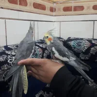 عروس پاریس|پرنده|سوسنگرد, |دیوار