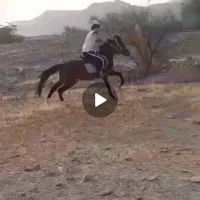 اسب نژاد دار