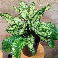 باسلام  فروش انواع گلهای آپارتمانی با قیمتی مناسب