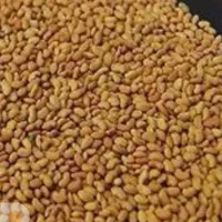 فروش بذر قره یونجه قد بلند ضمانتی تمیز