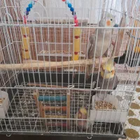 عروس هلندی|پرنده|میناب, |دیوار