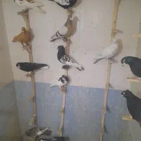 فروش ۱۴ عدد کبوتر