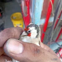 سهره چهار گل